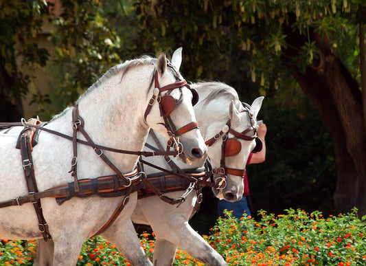 How to Harness a Horse for Driving, Harness Types & History