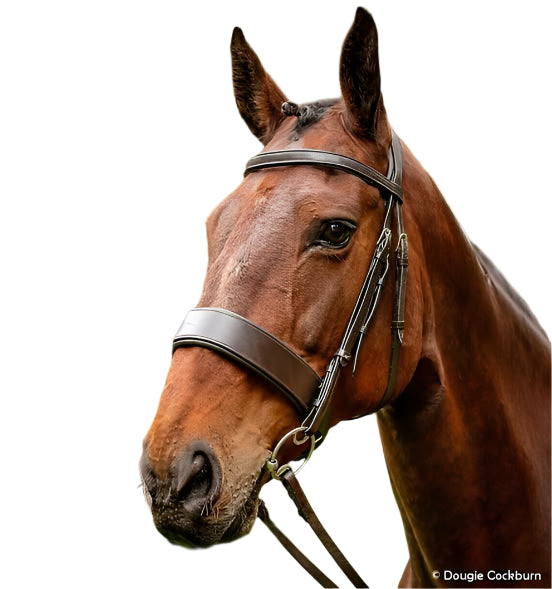 Criterion Hunter Bridle – Anatomical Freeway Headpiece & 2" Cavesson | Wholesale