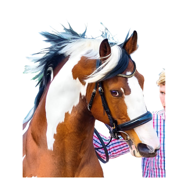 Criterion Anatomical Bridle with Gold Crystal Rocks Browband | Wholesale