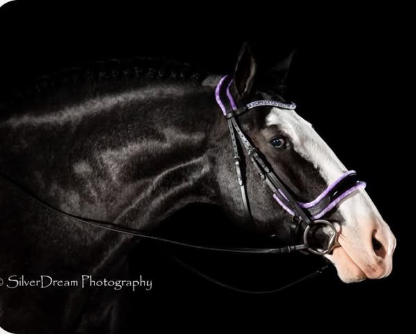 Fancy Patent Leather Bridle with Rubber Grip Reins | Wholesale
