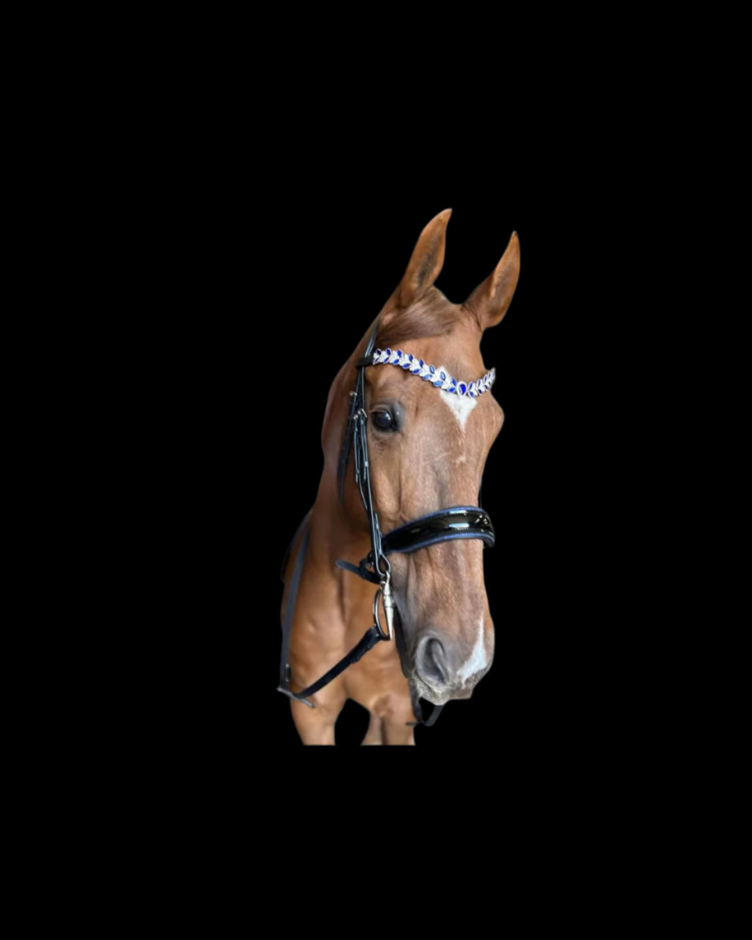 Monocrown Tiara Bridle – Patent Black Leather with Blue Browband | B2B Wholesale