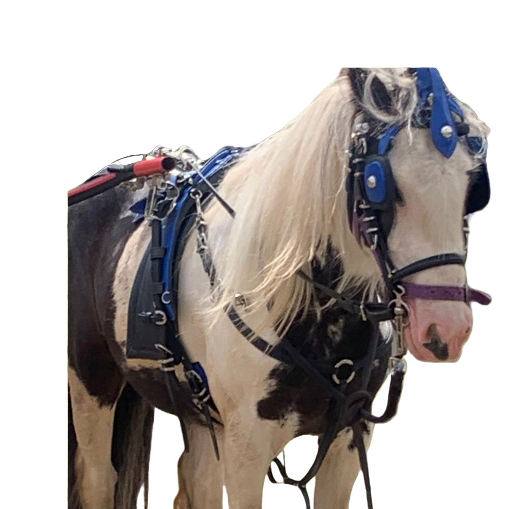 Wholesale Biothane Quick Hitch Harness with Waffle Pad – Blue & Black | Criterion