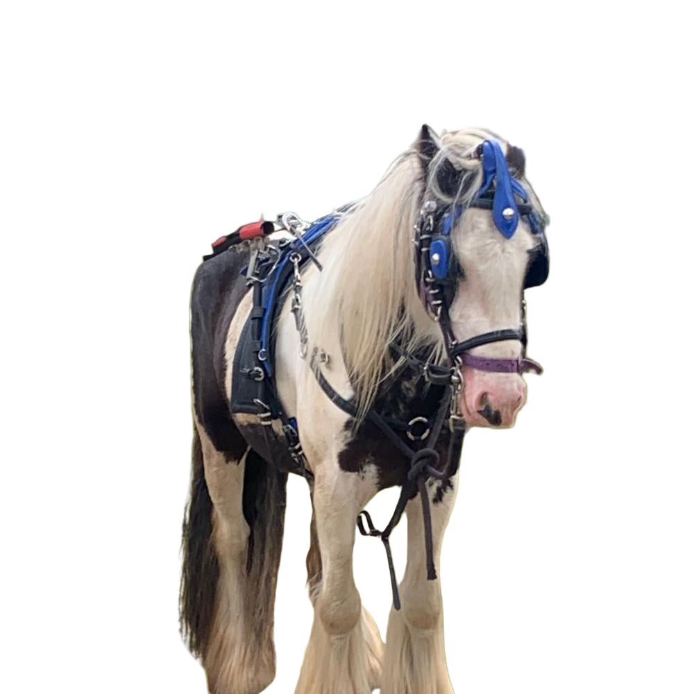 Wholesale Biothane Quick Hitch Harness with Waffle Pad – Blue & Black | Criterion