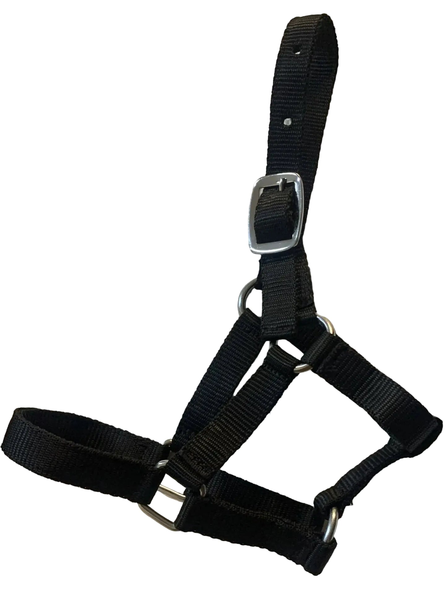 Criterion Economical Nylon Webbing Foal Head Collars – Bundle of 5