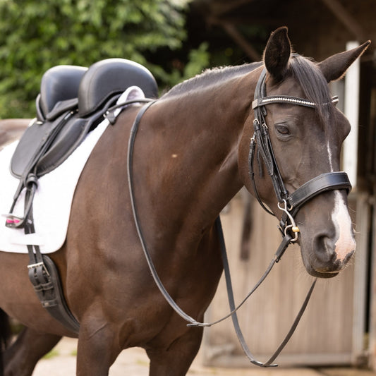 How to Put a Bridle on a Horse: A Complete Professional Guide