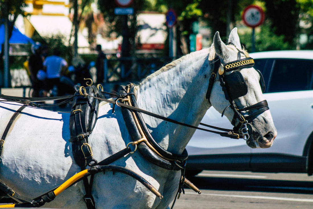 Best Pleasure Driving Harness Setup