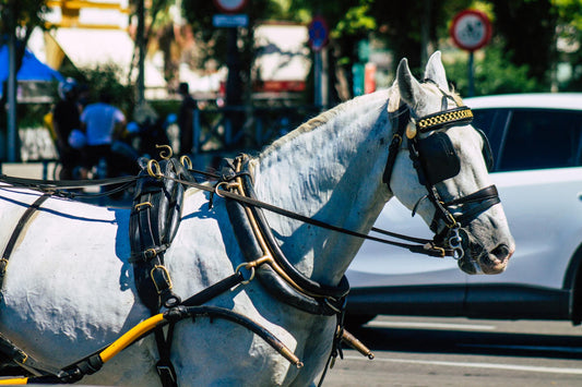 Best Pleasure Driving Harness Setup