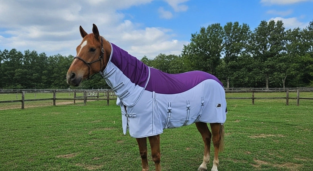 Comfortable horse wearing a fly rug in a sunny pasture