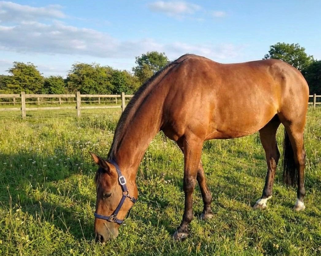 The Ultimate Guide to Choosing the Right Headcollar for Your Horse