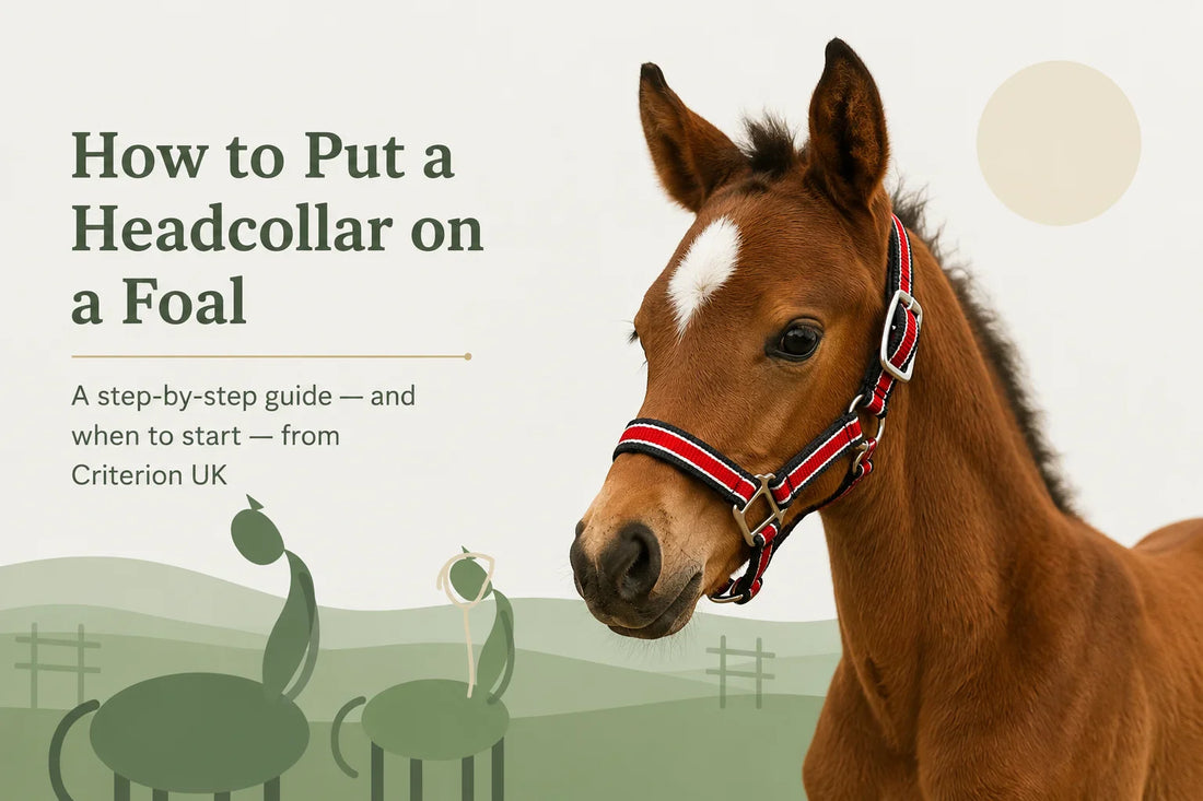 How to Put a Headcollar on a Foal (And When to Start)