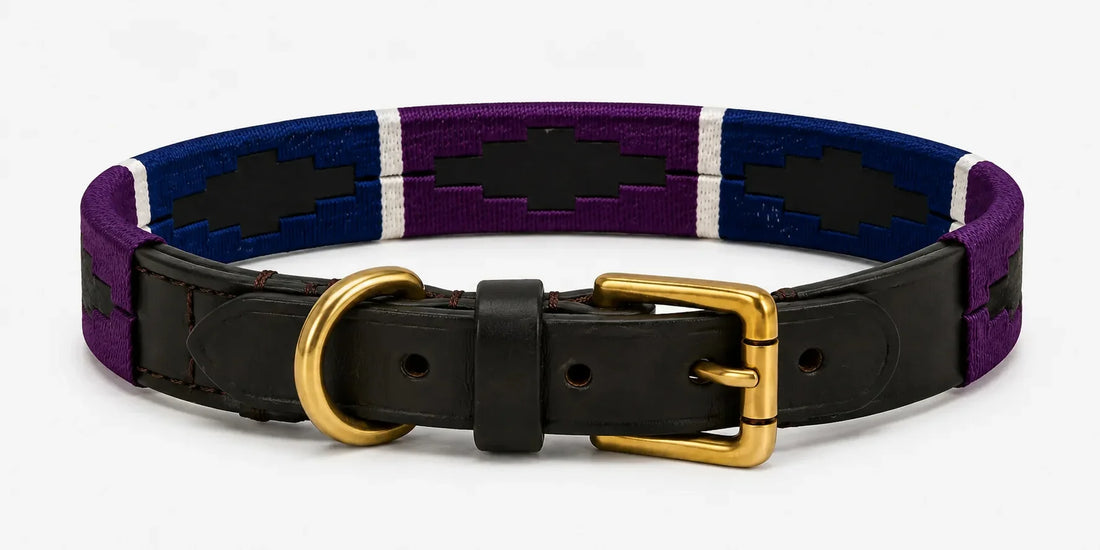 The History of the Polo Dog Collar: From Argentinian Belts to Everyday Walks