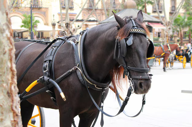 can harness horses take riders diagram