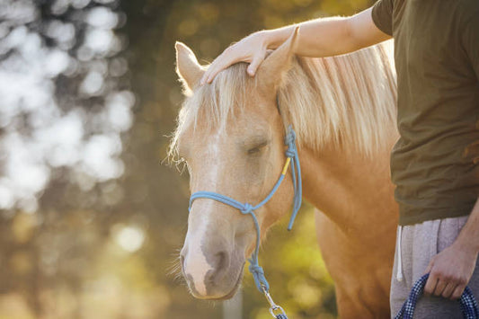 How to Tie, Fit & Use a Rope Halter (and Why It Beats a Headcollar)