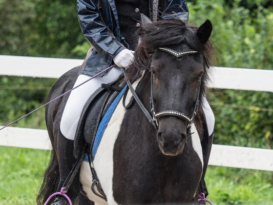 Horse bridle fitted correctly showing communication and comfort between horse and rider