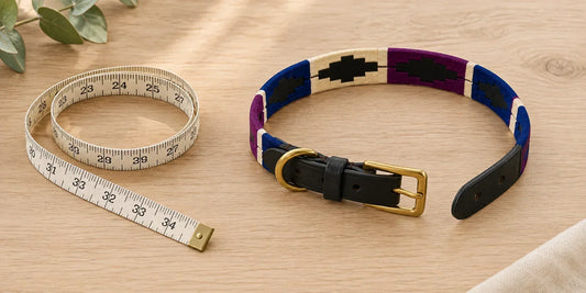 How to Size a Dog Collar: A Complete Sizing Guide