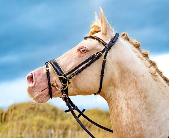 Criterion Swarovski Bridle with Metallic Gold Padding – B2B