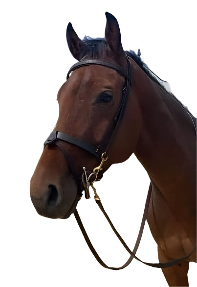 Work Bridle with Reins – Black, Brown & Havana | Wholesale