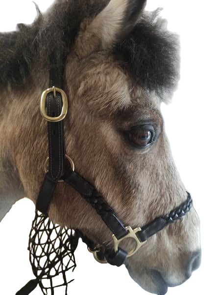 Close-up of a horse's head wearing a bridle with a white brick wall background