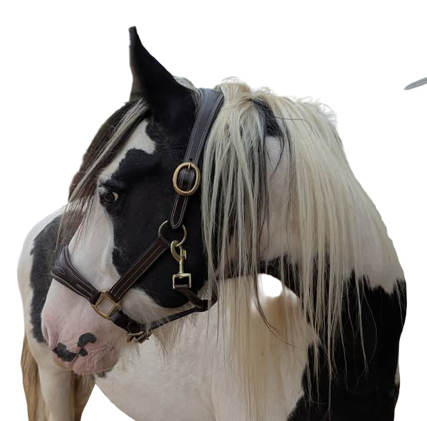 Horse with a leather headcollar standing next to a wooden fence