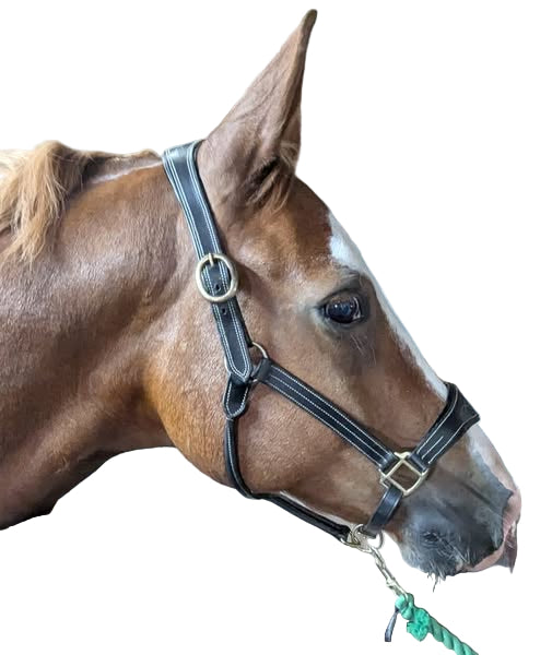 Premium Leather Headcollar – Adjustable & Padded for Comfort