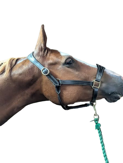 Horse in a stable with leather headcollar .