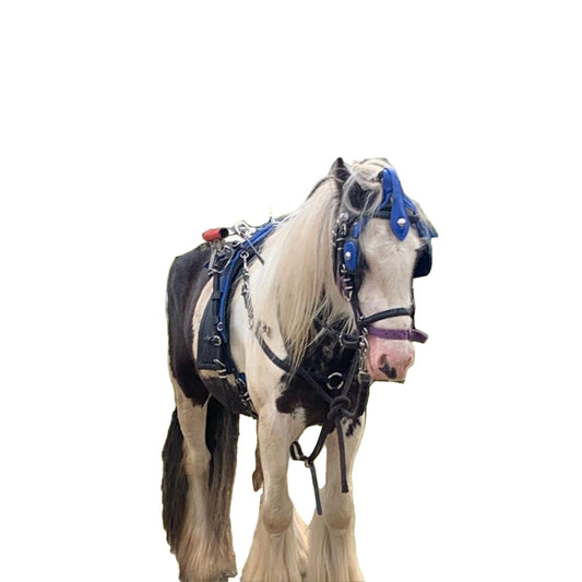 Wholesale Biothane Quick Hitch Harness with Waffle Pad – Blue & Black | Criterion