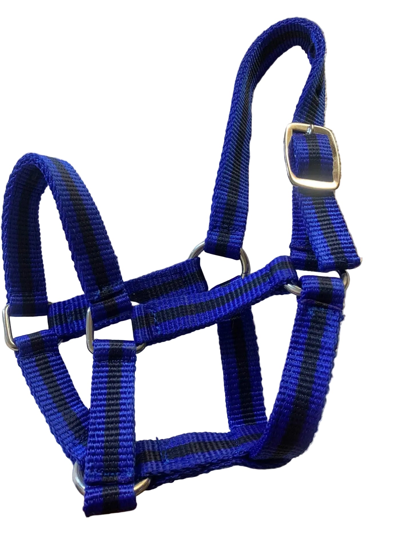Criterion Economical Nylon Webbing Foal Head Collars – Bundle of 5