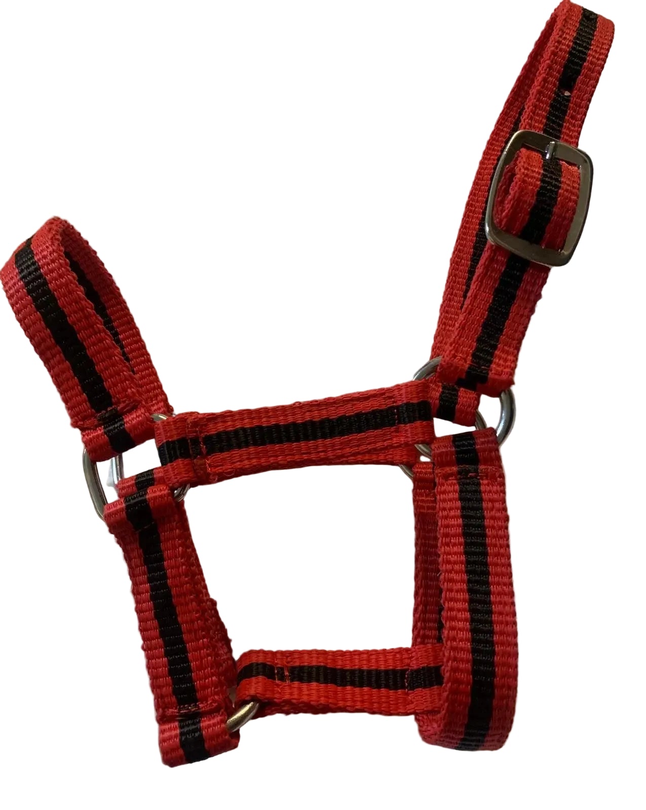 Criterion Economical Nylon Webbing Foal Head Collars – Bundle of 5